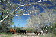 USA-New Mexico-Gila Cattle Round Up